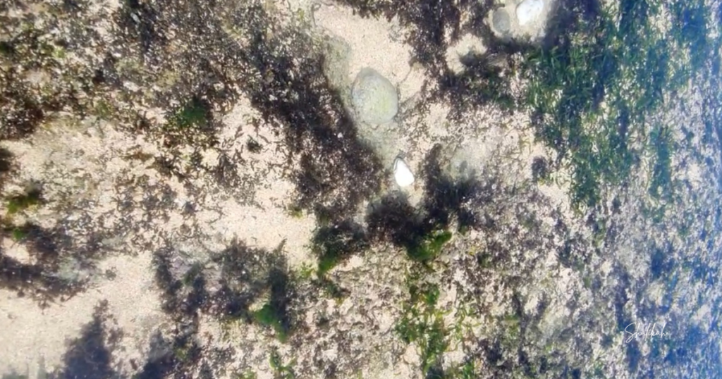 Biota laut di Pantai Sepanjang